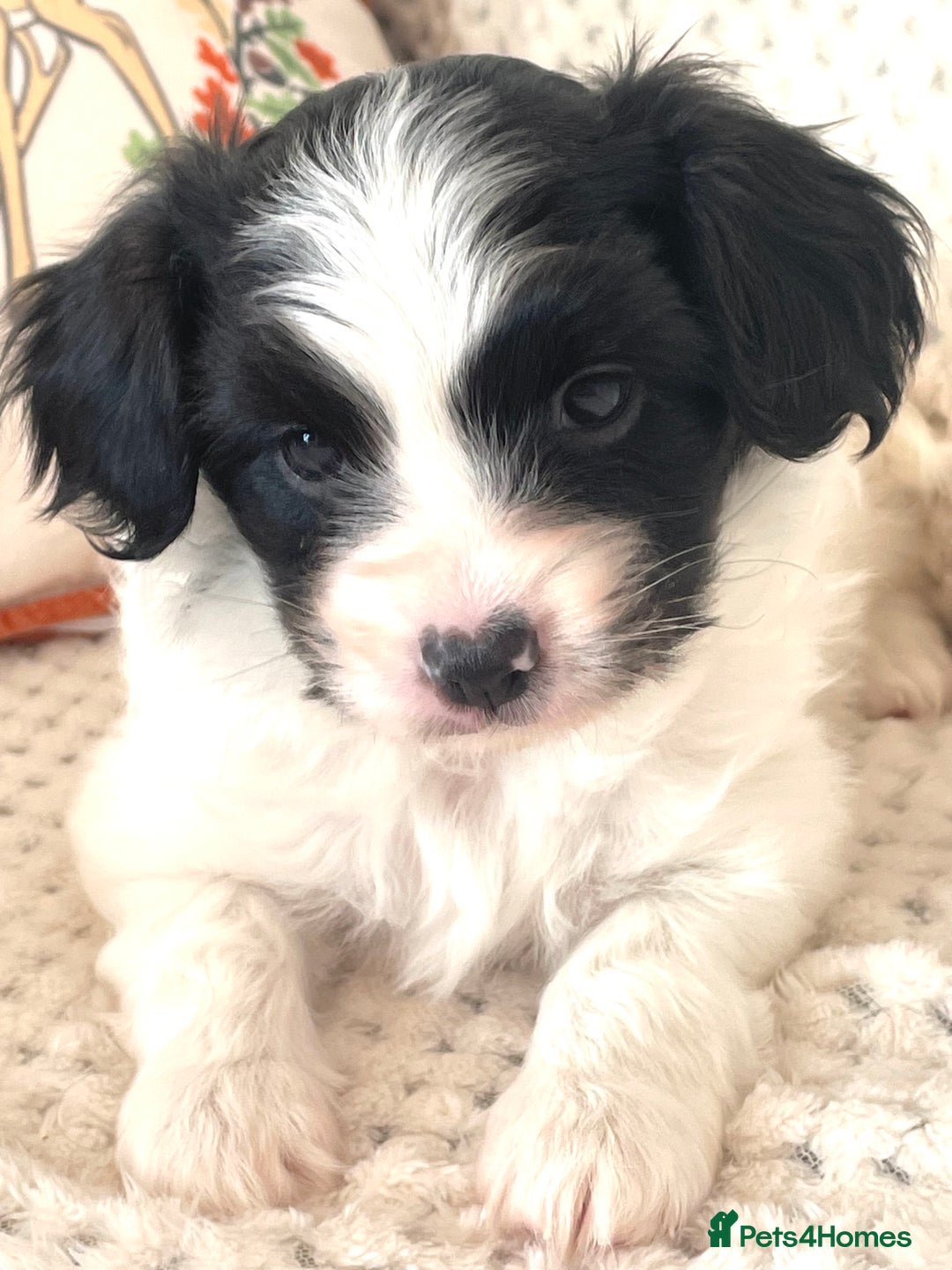 Papillon dogs for sale: Beautiful KC registered papillon puppies for sale - Image 12