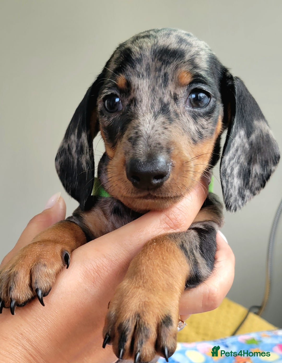 Dachshund dogs for sale: Kc Standard Dachshunds  - Image 12