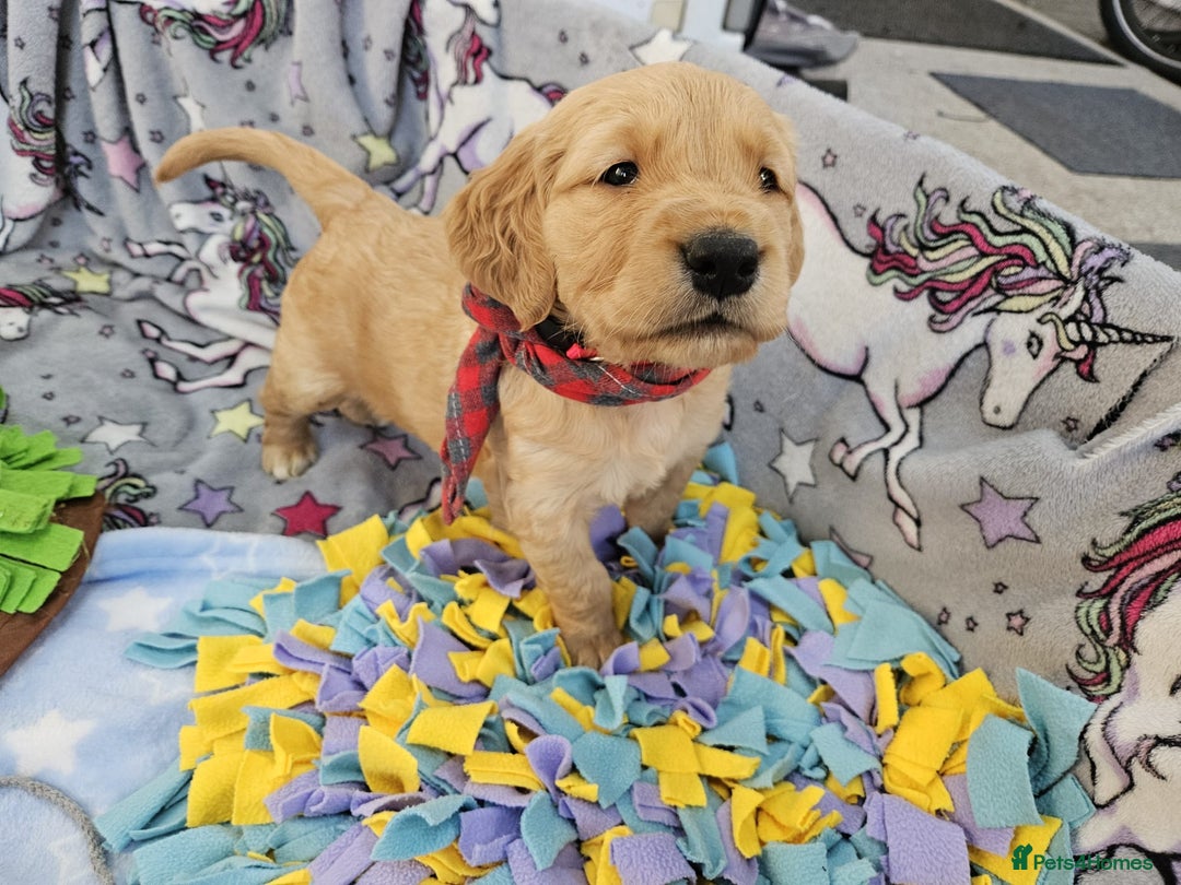 Golden Retriever dogs for sale: Astounding KC Registered Puppies  - Advert 2