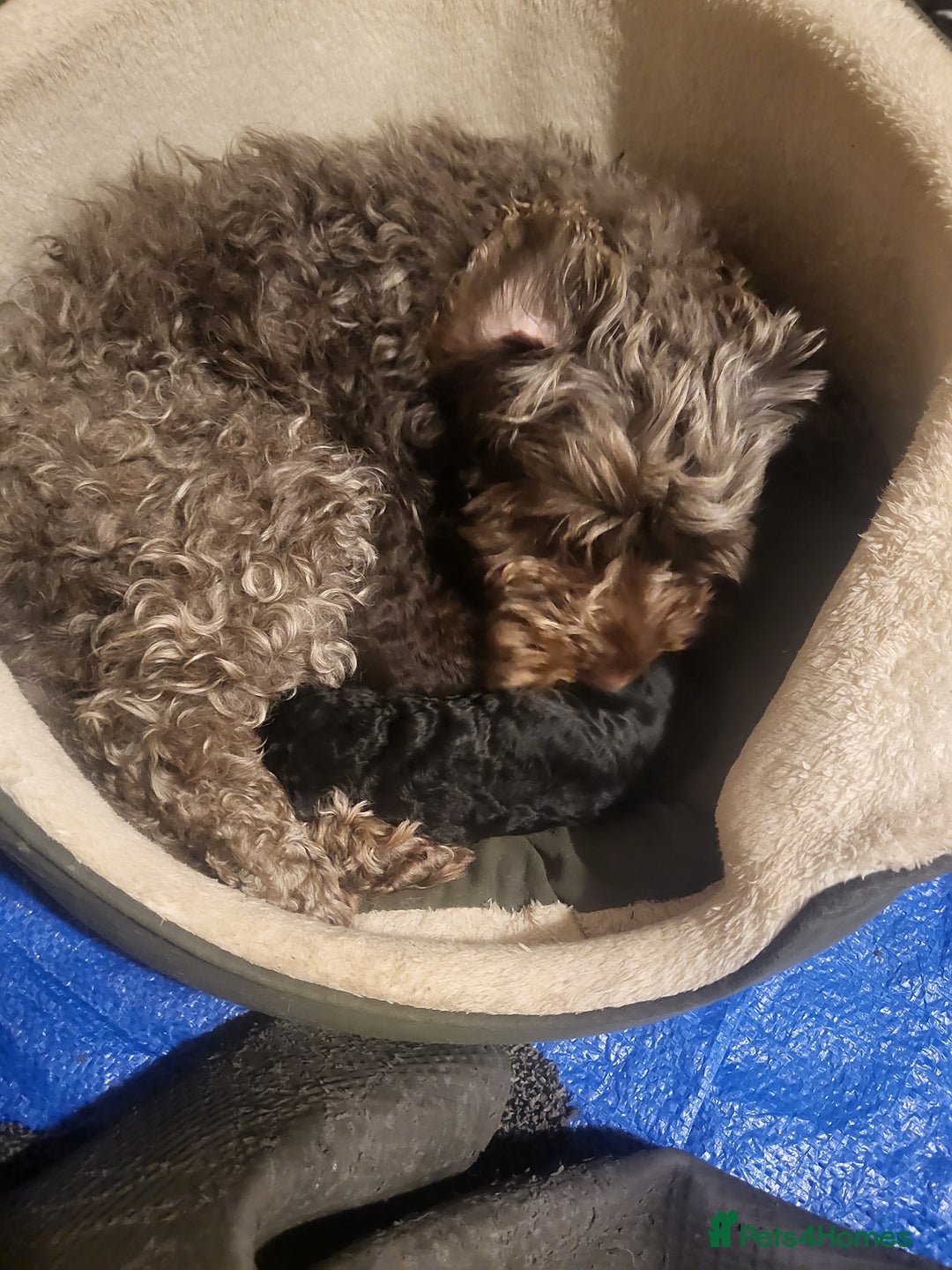 Cockapoo dogs for sale: Cockerpoo f1b - Image 10