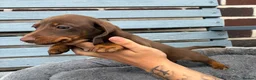 Dachshund dogs for sale: Ready to leave daschund puppy  in Salford - Advert 4
