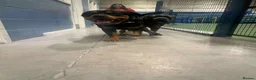 Rottweiler dogs for stud: Roscoe - Advert 11