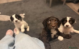 Sproodle dogs for sale: Beautiful Sproodle pups for sale  - Image 7