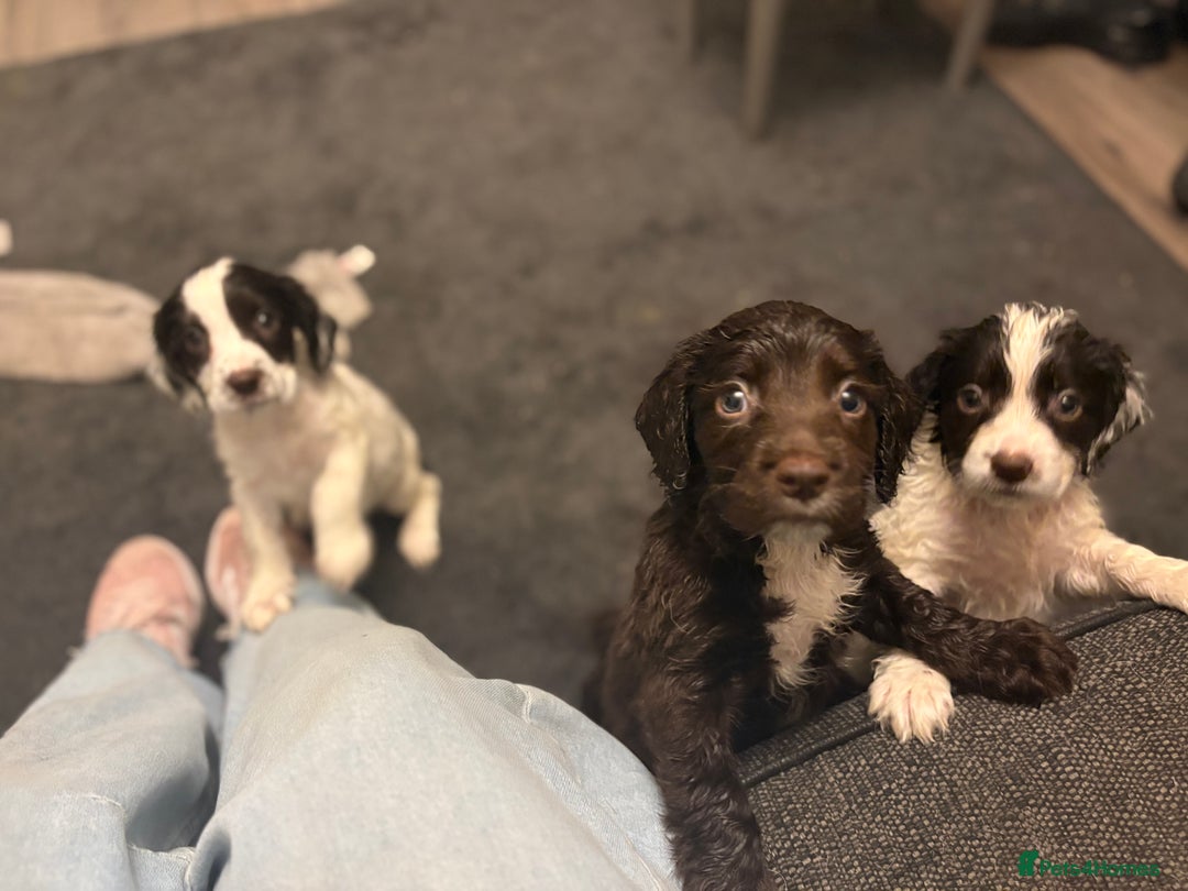 Sproodle dogs for sale: Beautiful Sproodle pups for sale  - Image 7