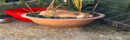 Mixed Breed rabbits for sale: Male and Female bonded bunnies - Advert 2