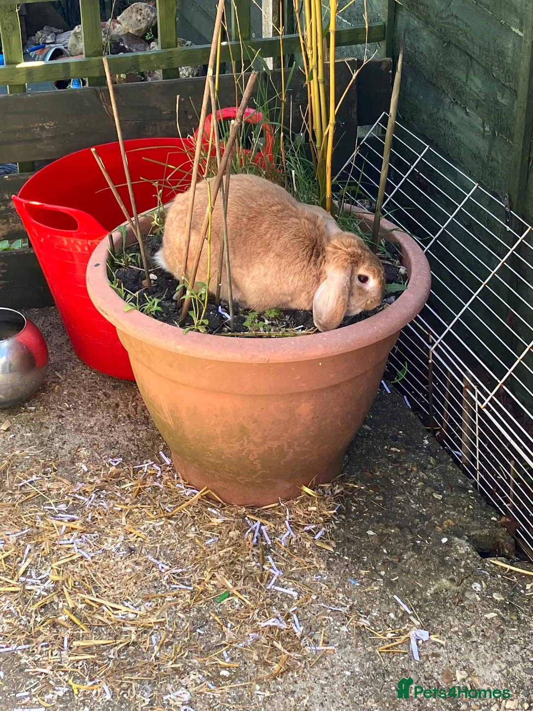 Mixed Breed rabbits for sale: Male and Female bonded bunnies - Advert 2