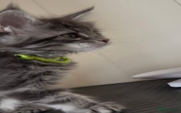 Maine Coon cats for sale: Pedigree GCCF reg Maine Coon kittens for sale  - Image 9