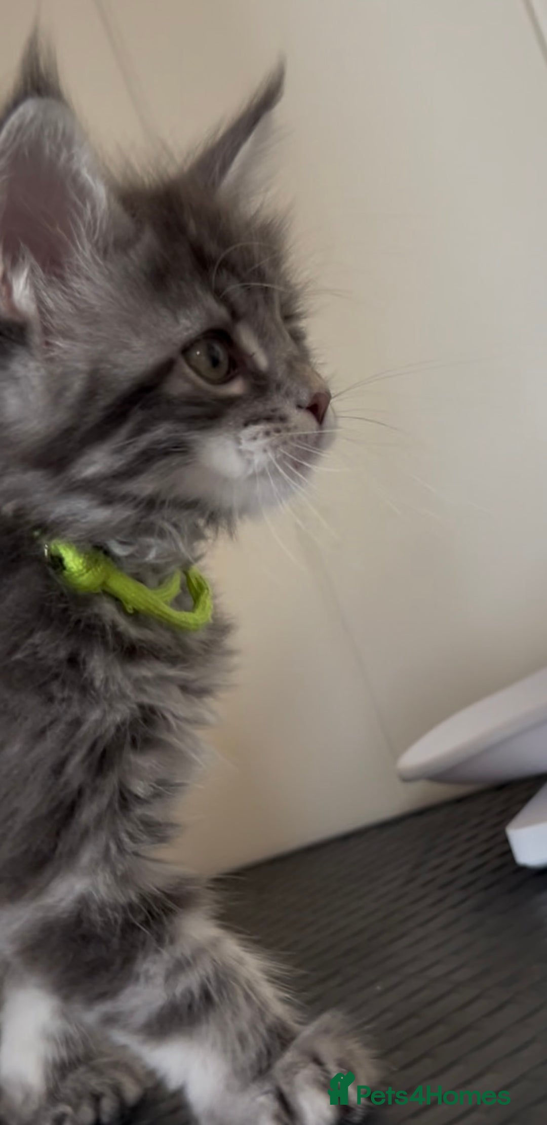 Maine Coon cats for sale: Pedigree GCCF reg Maine Coon kittens for sale  - Image 9
