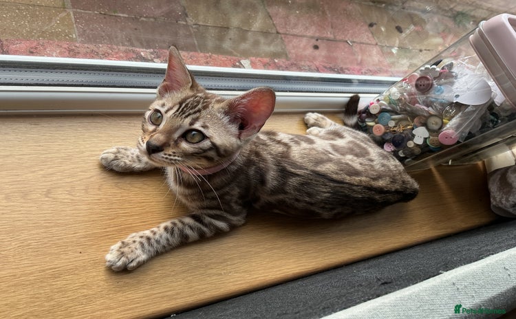 Bengal cats - Advert 1