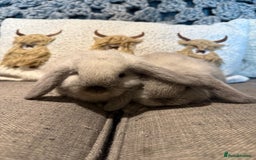 Mini Lop rabbits for sale: 2 Seal Point Lop bucks for sale  - Advert 2