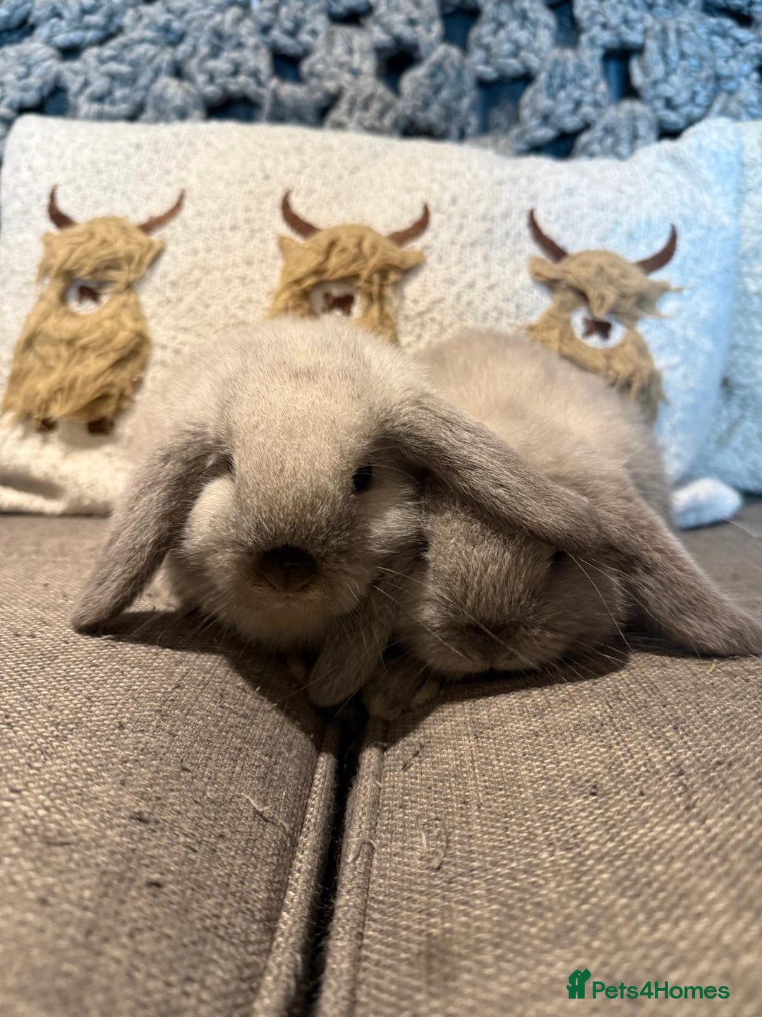 Mini Lop rabbits for sale: 2 Seal Point Lop bucks for sale  - Advert 2