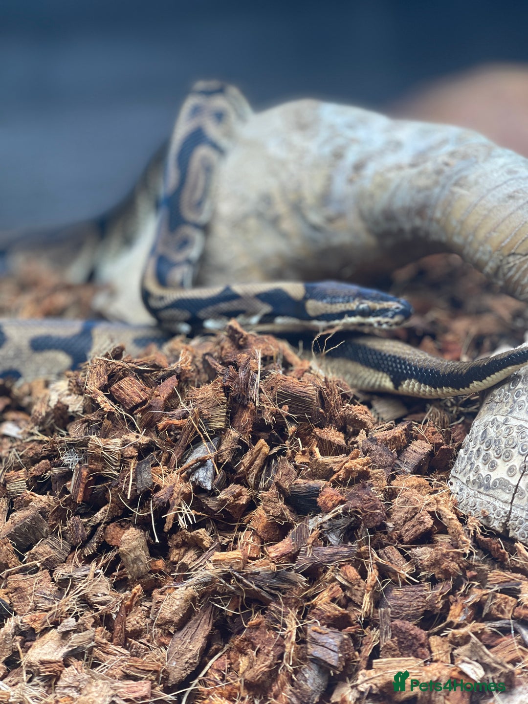 Python Snake reptiles for sale: Very sweet Leopard DH Candy Pied Ball Python  - Image 5
