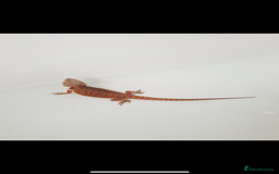 Bearded Dragon reptiles for sale: female bearded dragon with full set up - Image 5