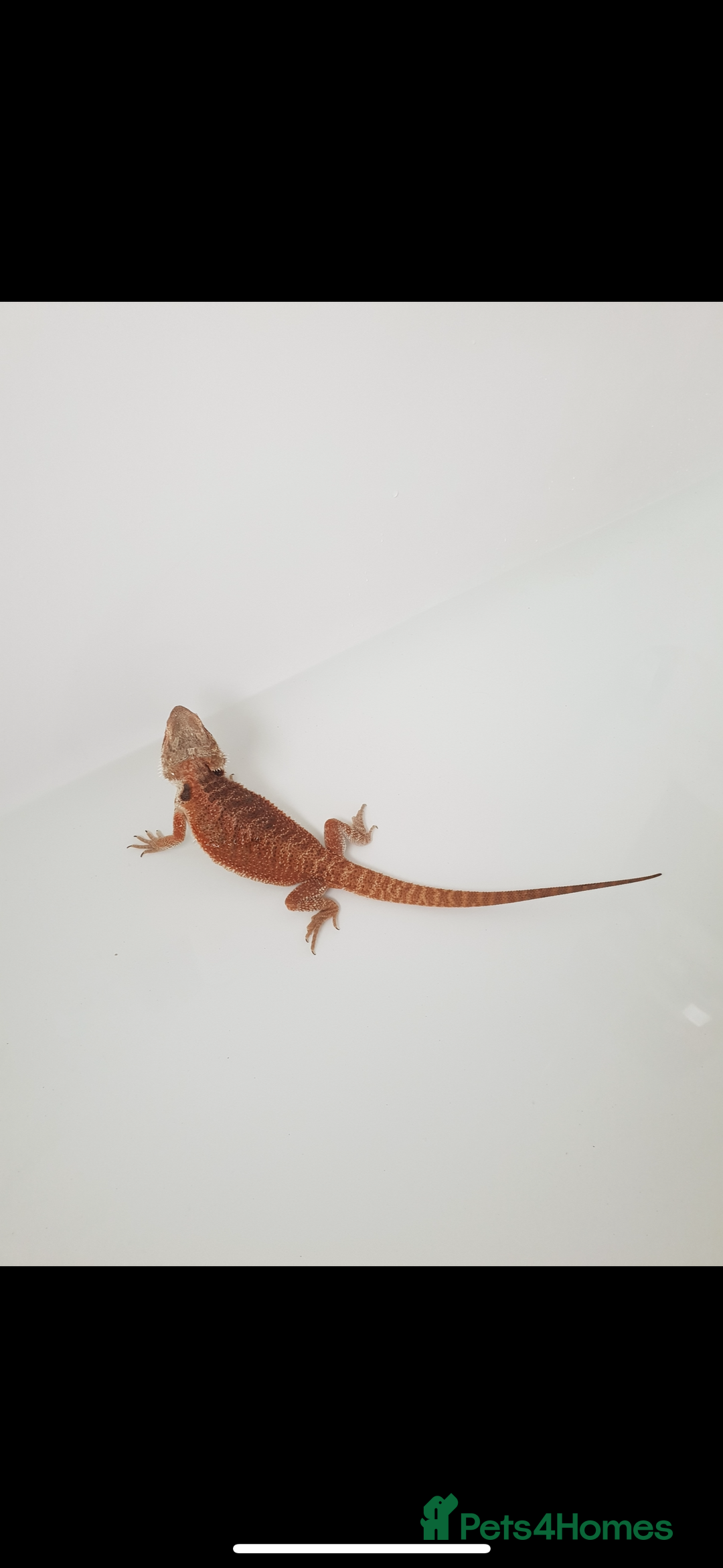 Bearded Dragon reptiles for sale: female bearded dragon with full set up - Image 5