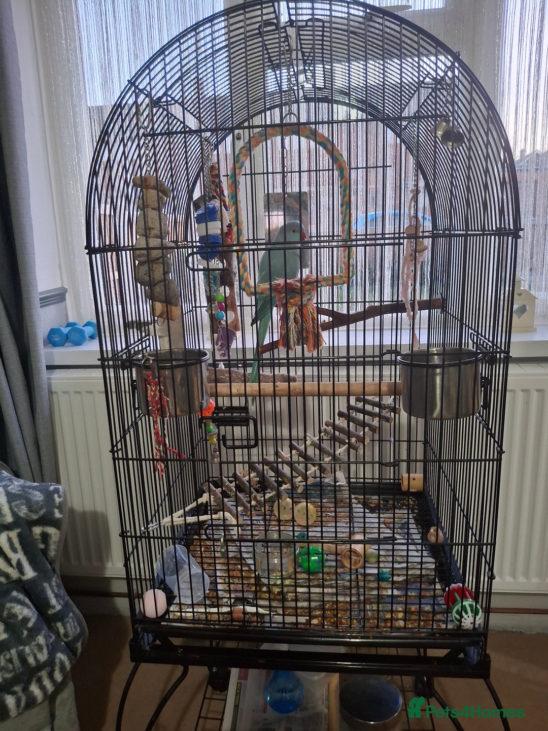 Ringnecks birds for sale: Indian Ringneck - Advert 3