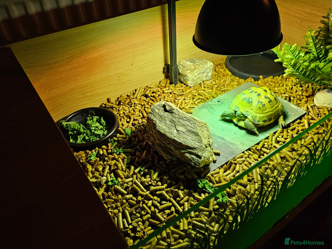 Tortoise reptiles for sale: Horsefield Tortoise 3 years old with table & lamp - Advert 3