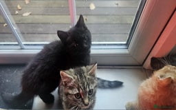 British Shorthair cats for sale: Glorious Pure BSH Kittens Ready Now! - Advert 11