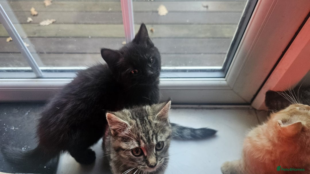 British Shorthair cats for sale: Glorious Pure BSH Kittens Ready Now! - Advert 11