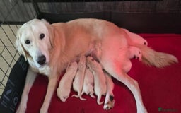 Golden Retriever dogs for sale: Quality Golden Retriever Puppy - Image 4