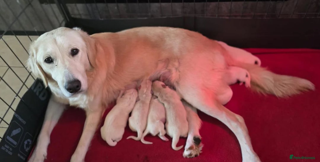 Golden Retriever dogs for sale: Quality Golden Retriever Puppy - Image 4