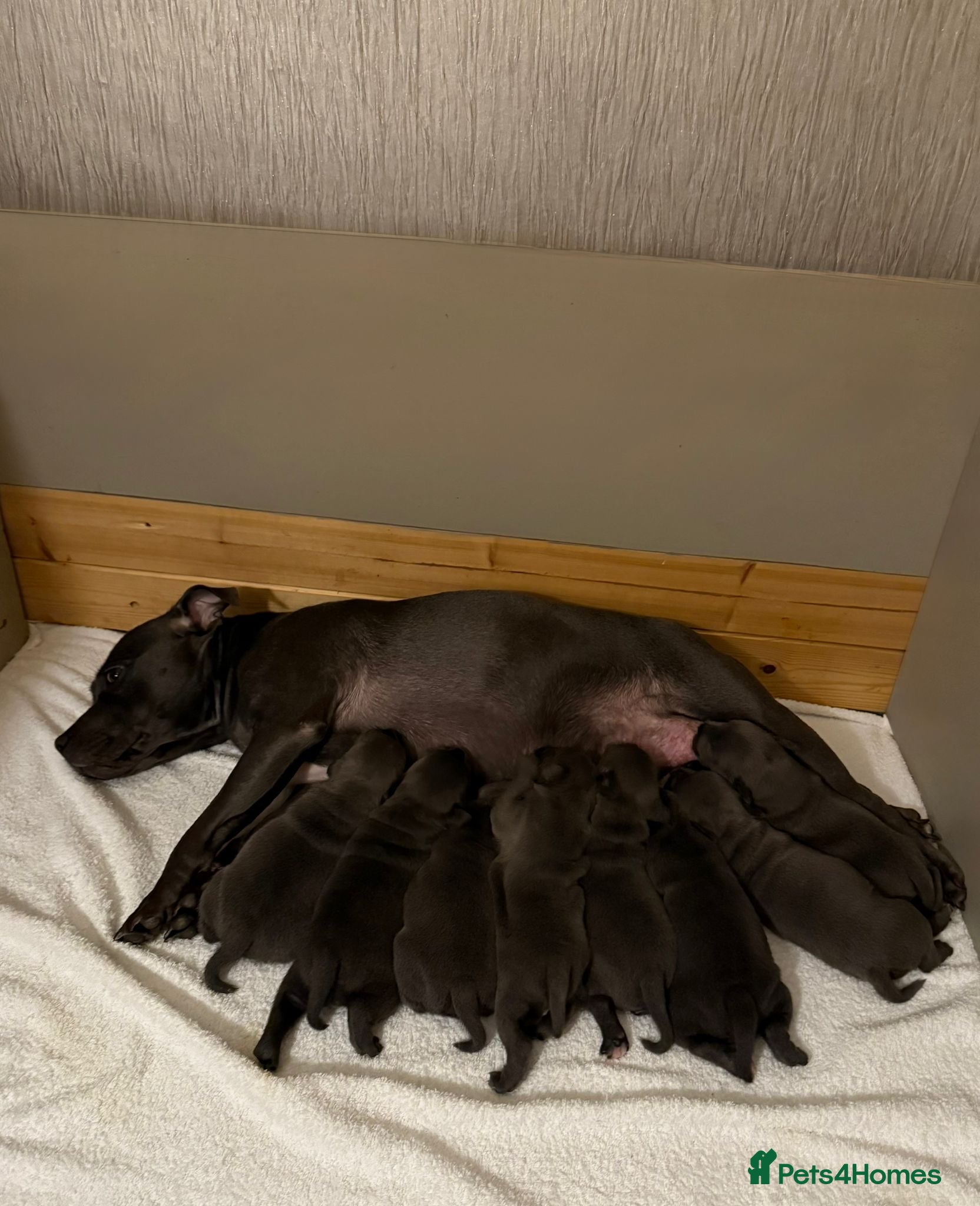 Staffordshire Bull Terrier dogs SUPERIOR BLUE STAFFORDSHIRE BULL TERRIER PUPS  - Advert 6