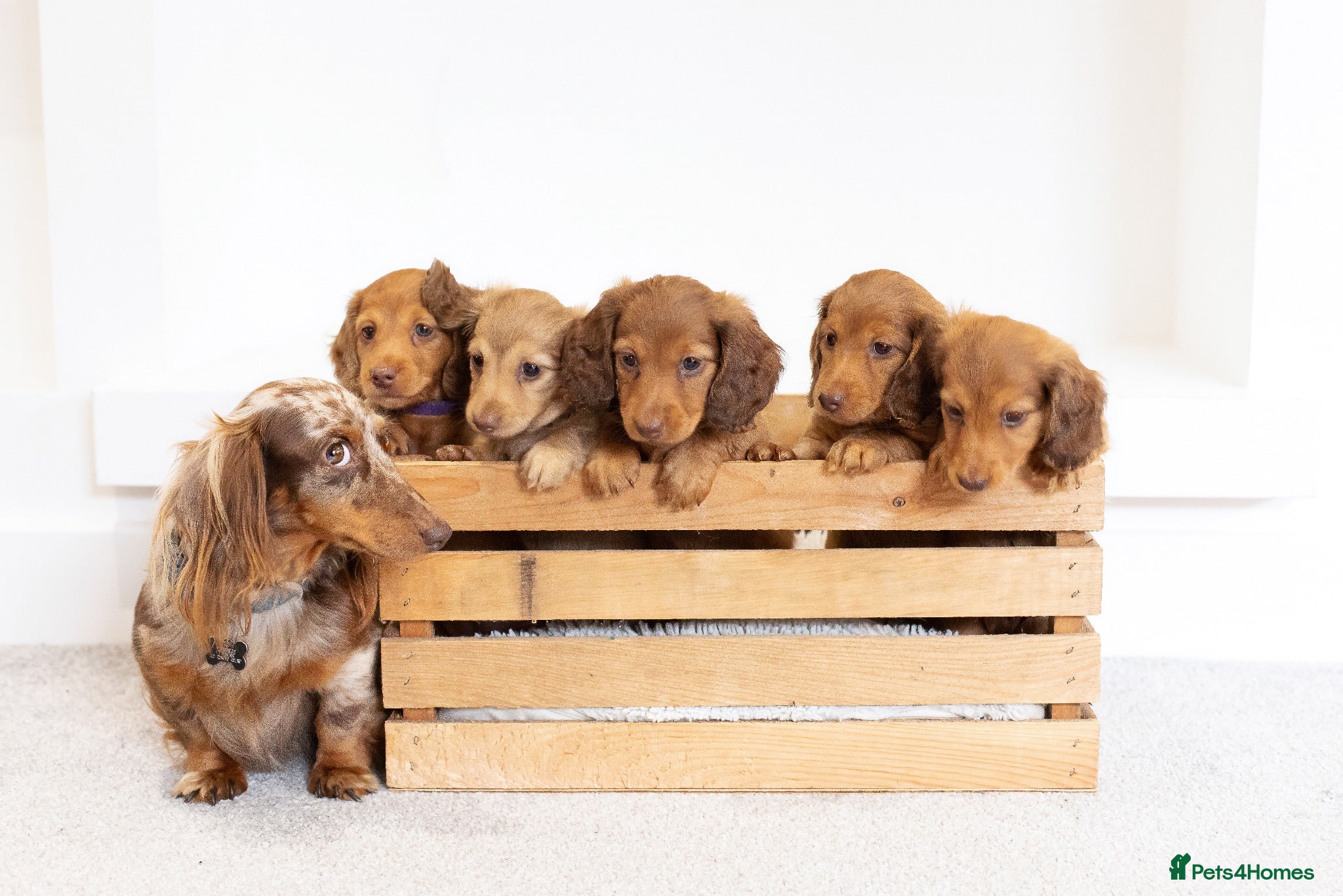Miniature Dachshund dogs KC Longhaired Mini Dachshund puppies - Advert 2