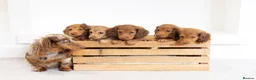 Miniature Dachshund dogs for sale: KC Longhaired Mini Dachshund puppies - Advert 2