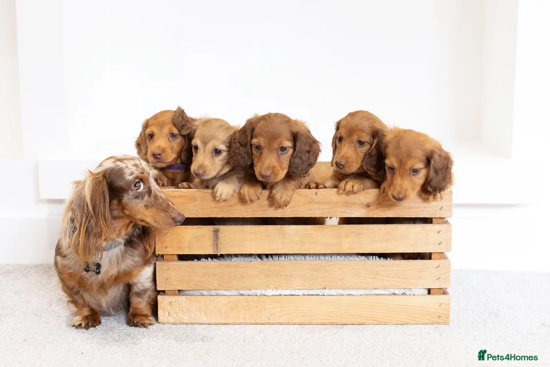 Miniature Dachshund dogs for sale: KC Longhaired Mini Dachshund puppies - Advert 2