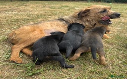 Jack Russell dogs for sale: Jack Russel terrier puppies for sale - Image 14