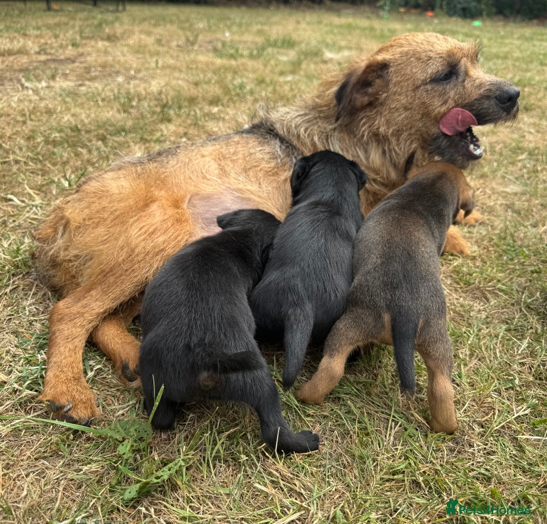 Jack Russell dogs for sale: Jack Russel terrier puppies for sale - Image 14
