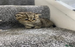 British Shorthair cats for sale: Gorgeous British shorthair kittens  - Image 3