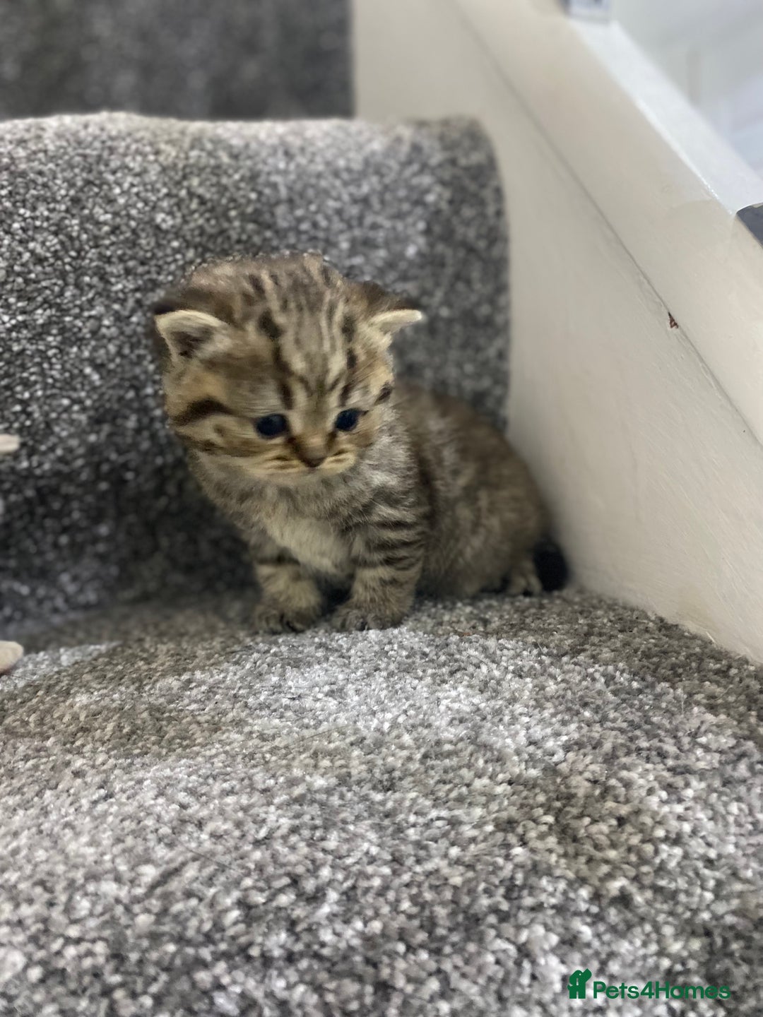 British Shorthair cats for sale: Gorgeous British shorthair kittens  - Image 3