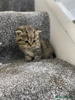 British Shorthair cats - Advert 2