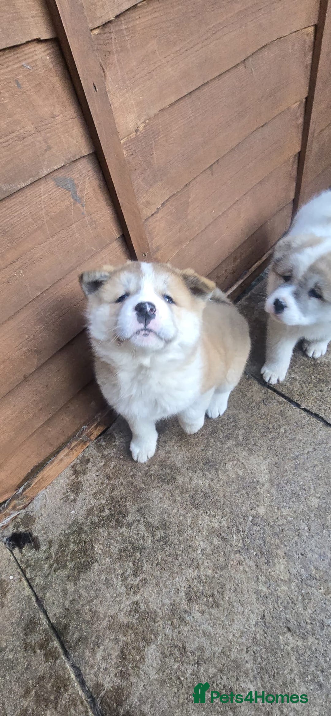 Akita dogs for sale: 2 female American akitas in need of a home!! - Advert 5