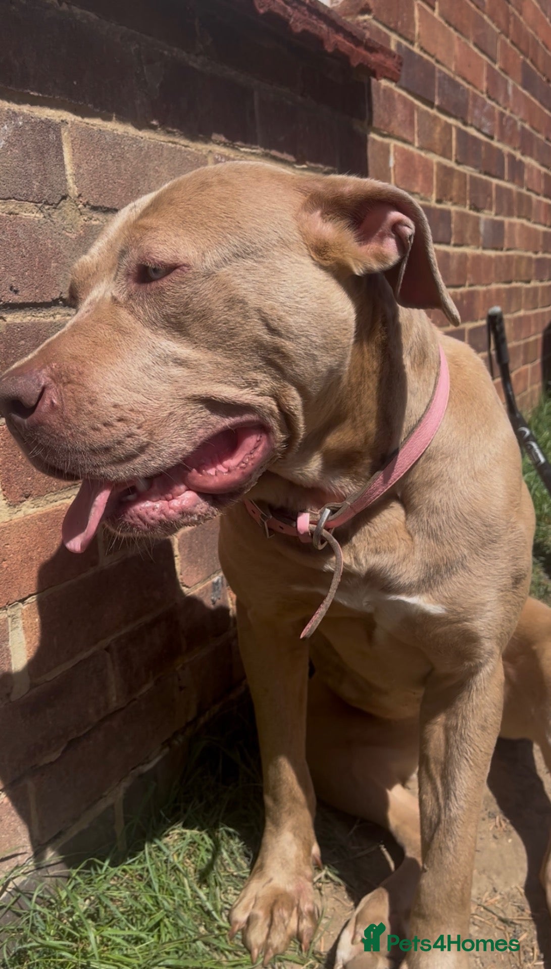 Mixed Breed dogs for sale: Beautiful bandog puppies  - Advert 2