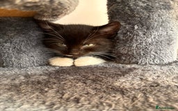 Mixed Breed cats for sale: Beautiful and super playful kittens  - Image 5