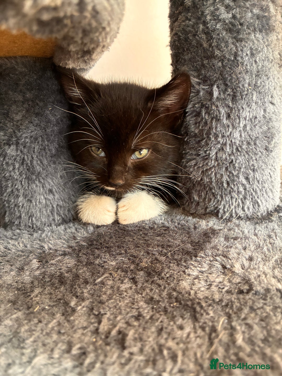 Mixed Breed cats for sale: Beautiful and super playful kittens  - Image 5