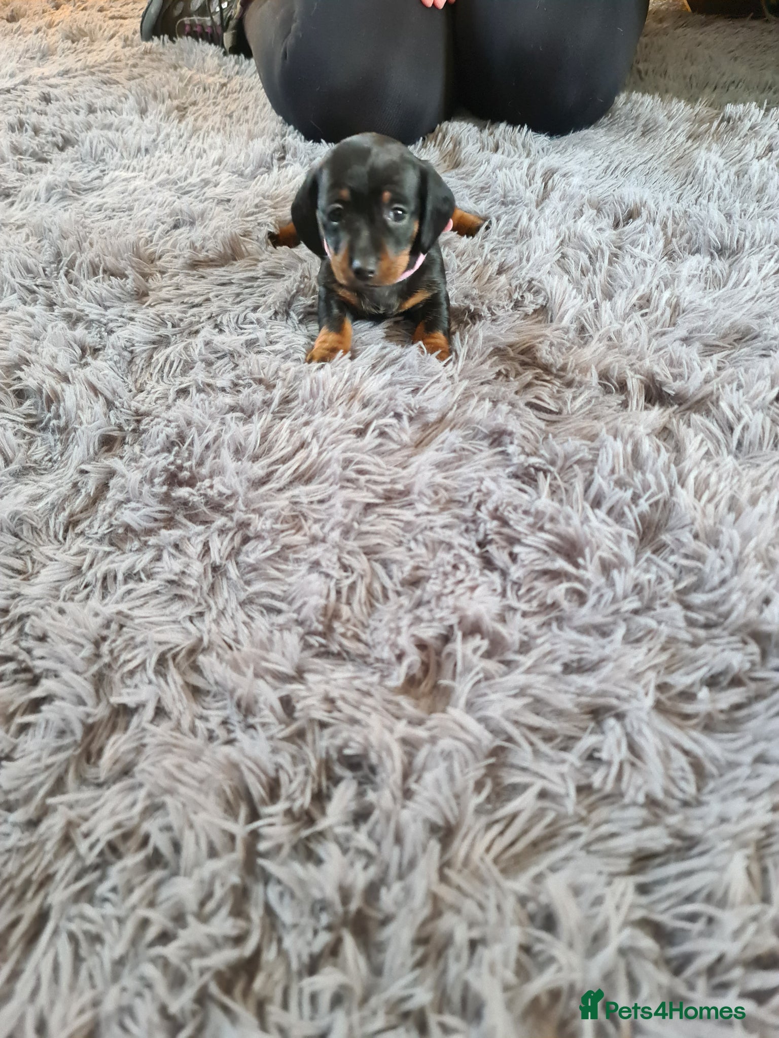 Miniature Dachshund dogs KC Registered Miniature Dachshund Puppies  - Advert 1