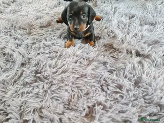 Miniature Dachshund dogs KC Registered Miniature Dachshund Puppies - Advert 1