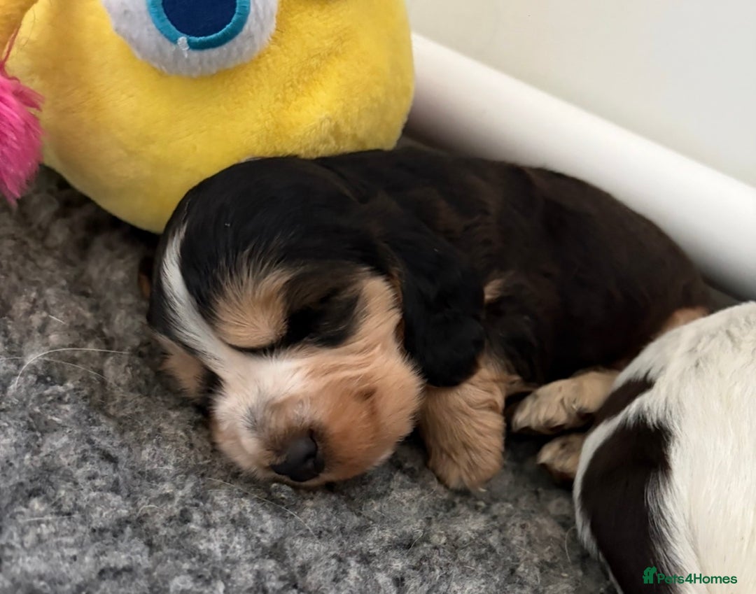 Cocker Spaniel dogs for sale: Quality kc show type cocker spaniels - Advert 16