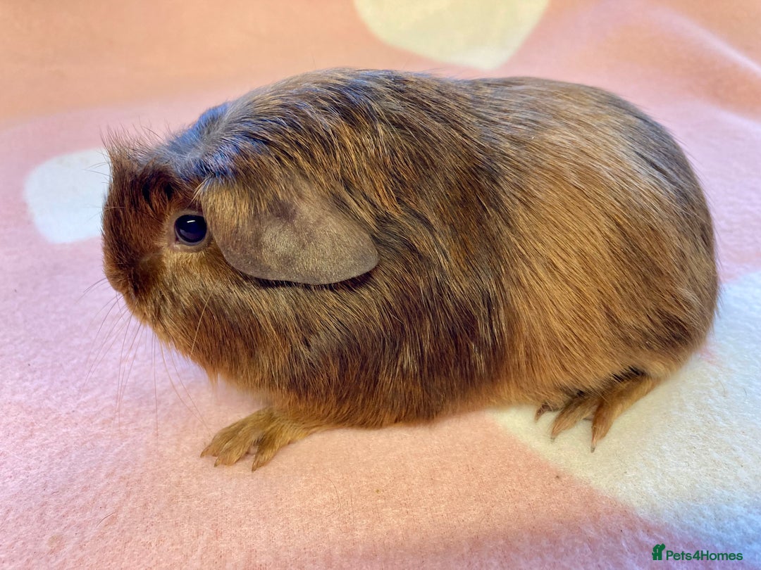 Guinea Pig rodents for sale: Stunning crested baby sows  - Advert 3