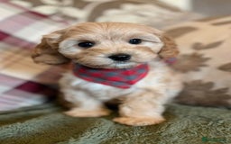Cavapoo dogs for sale: F1 Golden Cavapoos 5 star full health tested - Image 2