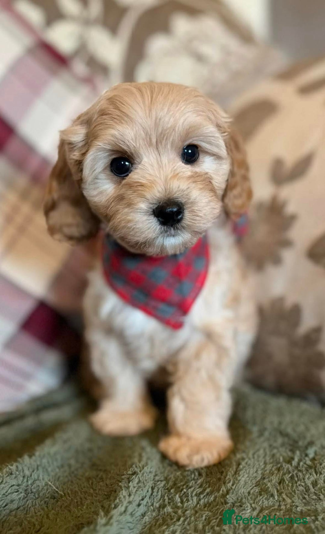 Cavapoo dogs for sale: F1 Golden Cavapoos 5 star full health tested - Image 2