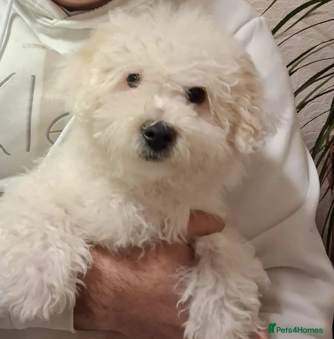 Maltipoo dogs for sale: Maltipoo  in South Ockendon - Advert 2