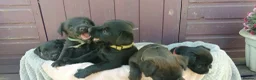 Mixed Breed dogs for sale: Gorgeous litter of Terriers - Advert 4