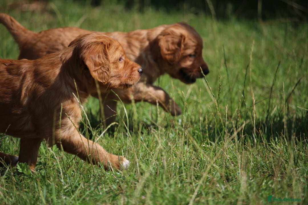 Golden Retriever dogs for sale: Dark Red Kc Registered Golden Retriever Puppies - Image 10