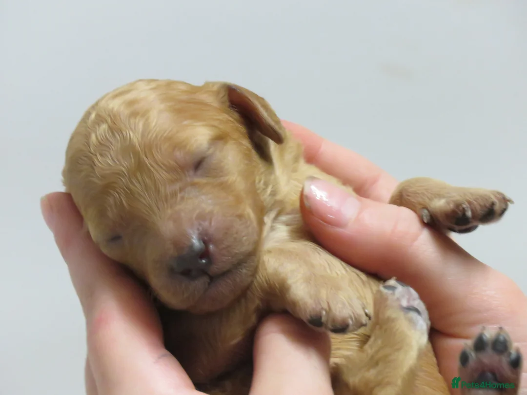 Cockapoo dogs for sale: Beautiful DNA Health tested Cockapoos - Advert 21