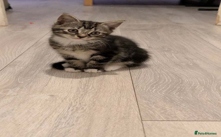 British Shorthair cats Tabby Kittens For Sale - 18th November! - Advert 2