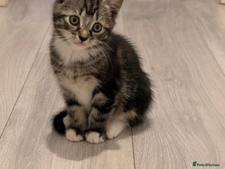 British Shorthair cats for sale: Tabby Kittens For Sale - 18th November! - Advert 2