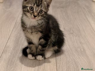 British Shorthair cats Tabby Kittens For Sale - 18th November! - Advert 15